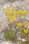 Nuttall's rayless goldenrod